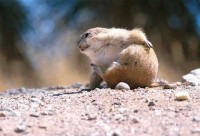 /album/galeria-de-fotos-mundo-animal/animais-6-jpg/